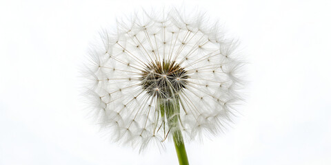 Dandelion seed head fluffy natural element isolated on pure white background