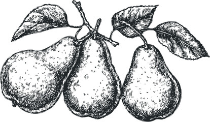 Three Pears with Leaves on a Branch