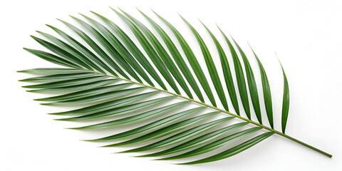 Obraz premium Palm leaf tropical green natural isolated on pure white background