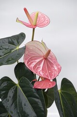 Close-up photograph of a blooming anthurium plant featuring glossy pink spathes and dark green heart-shaped leaves with water droplets.