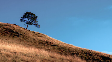 Lone tree on a grassy hill under a clear blue sky during the afternoon