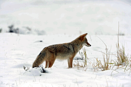 Fox looking for food