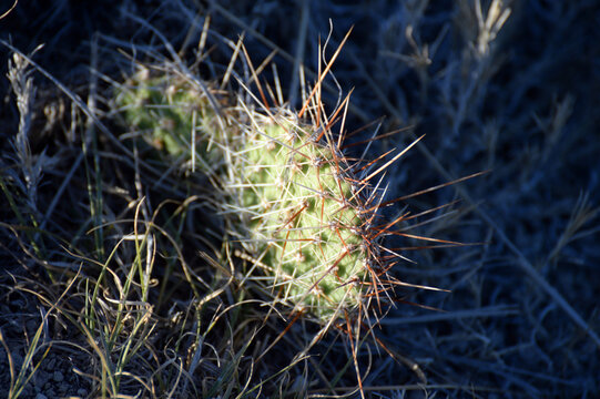 cactus up close