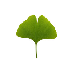 Single Green Ginkgo Leaf for Herbal Medicine, Natural Remedies, Organic Design, and Botanical Backgrounds