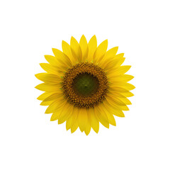 Fototapeta premium Bright yellow sunflower head symbolizing summer and happiness
