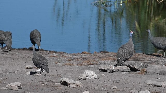 A flock of Helmeted Guineafowl (Numida meleagris) at a waterhole in Etosha National Park, Namibia, Africa