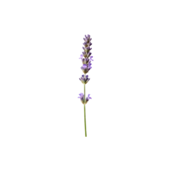 Fototapete Krankenhaus Fresh lavender stem isolated symbolizing calmness and relaxation  © chalindu