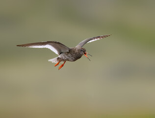 Common Redshank in Flight with Catch at Wetland
