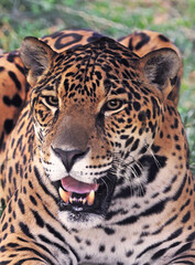 Jaguar portrait with green background