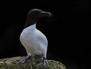 Razorbill Standing on Mossy Rock Against Black Background