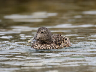 Female Common Eider Duck Swimming in Calm Coastal Waters