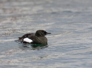 Black Guillemot Swimming in Calm Arctic Waters