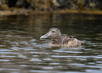 Female Common Eider Duck Swimming in Calm Coastal Waters