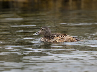 Female Common Eider Duck Swimming in Calm Coastal Waters