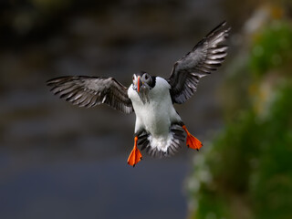 Atlantic Puffin in Flight with Fish in Beak