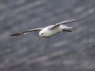 Northern Fulmar Gliding Over Ocean Waters