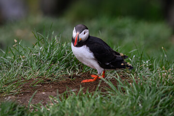 Atlantic Puffin Walking on Green Grassland