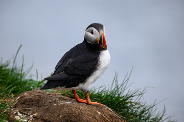 Atlantic Puffin Standing on Coastal Grassland