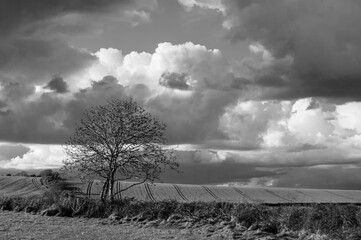 A tree stands alone in a field of grass
