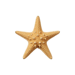 Natural starfish isolated on white background, perfect sea life decoration and marine themed design resource