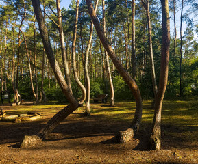 A wide shot of the "crooked forest" or "magic forest," where strangely bent trees grow, near Gryfino, Poland in the morning.