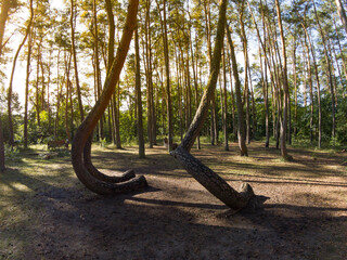 A wide shot of the "crooked forest" or "magic forest," where strangely bent trees grow, near Gryfino, Poland in the morning.