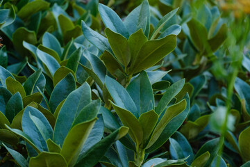 lovely green tea leaves