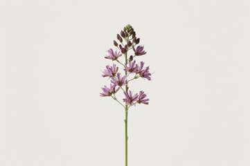 Obraz premium Purple flower stem, studio shot, white background, botanical illustration