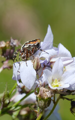spider aculepeira ceropegia on a beautiful flower