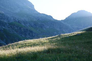 alpine herbs in the morning sun