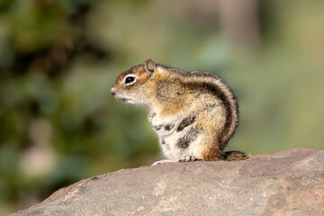 Ground Squirrel on a Boulder