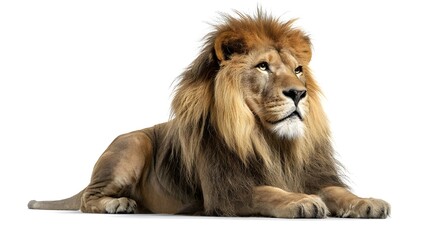 Obraz premium Majestic Lion Sitting on White Background