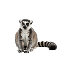 Funny lemur sitting isolated on white background perfect for wildlife photography and animal-themed creative designs
