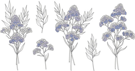 Set of limonium flowers. Hand drawn line leaves branches and blooming. Wedding elegant wildflowers for invitation save the date card. Vector trendy
