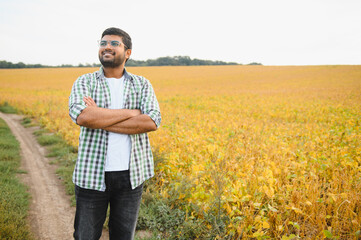 The concept of agriculture. An Indian farmer or agronomist inspects the soybean crop in a field
