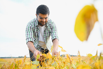 A young Indian farmer works in a soybean field