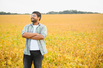 The concept of agriculture. An Indian farmer or agronomist inspects the soybean crop in a field