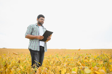 An Indian farmer or agronomist examines the soybean crop in a field