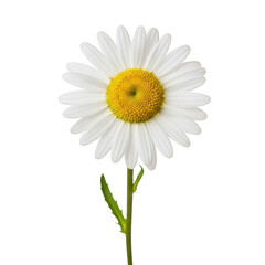 White daisy isolated on transparent background