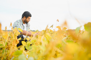 A young Indian farmer works in a soybean field