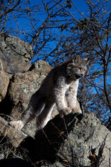 bobcat on rocks