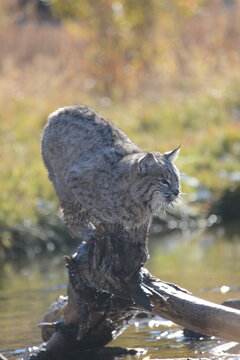 bobcat 