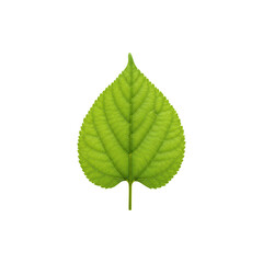 Fototapeta premium Green round leaf isolated on white background perfect for eco friendly environment and natural botanical design concepts