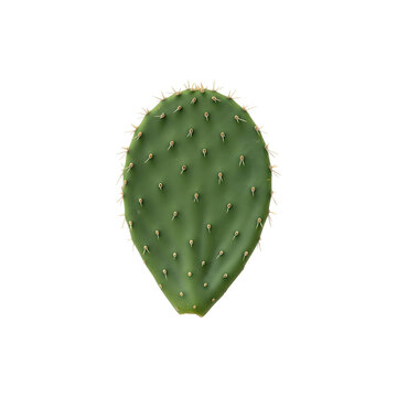 Fototapeta Green cactus plant isolated on white background – dsert succulent nature element for eco, gardening, an decorative plant themes