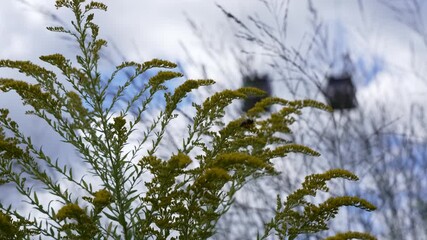 Detailed shot of goldenrod Solidago canadensis with a bee, a blurred cable car in the background. Flowers and pollinators in focus.