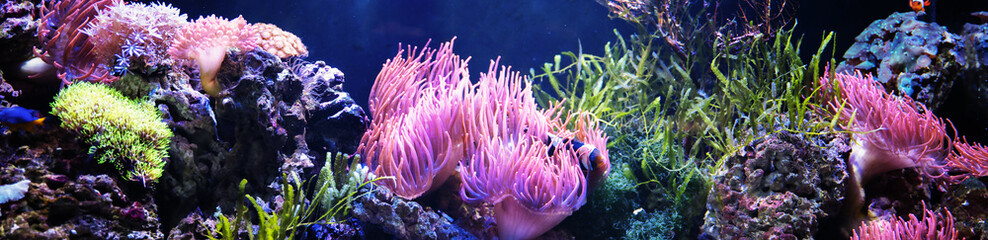 Undersea ecosystem, underwater sea life, colorful coral reef. Undersea wallpaper.