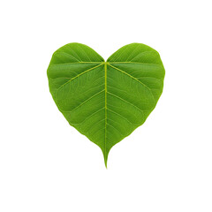 Obraz premium Fresh green heart-shaped leaf isolated on white bacground – eco-friendly botanical element for love, naure, and environment concepts
