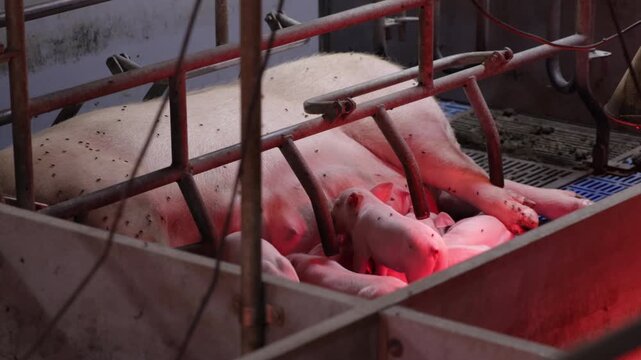 Pig farming in action with mother pig nursing her piglets in a well managed facility in the early morning hours