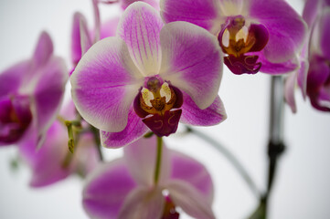 Obraz premium Elegant Purple Orchid Flowers in Bloom