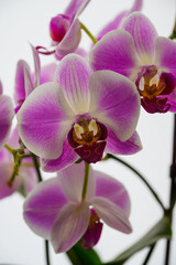 Obraz premium Elegant Purple Orchid Flowers in Bloom